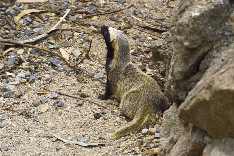 Hurón
