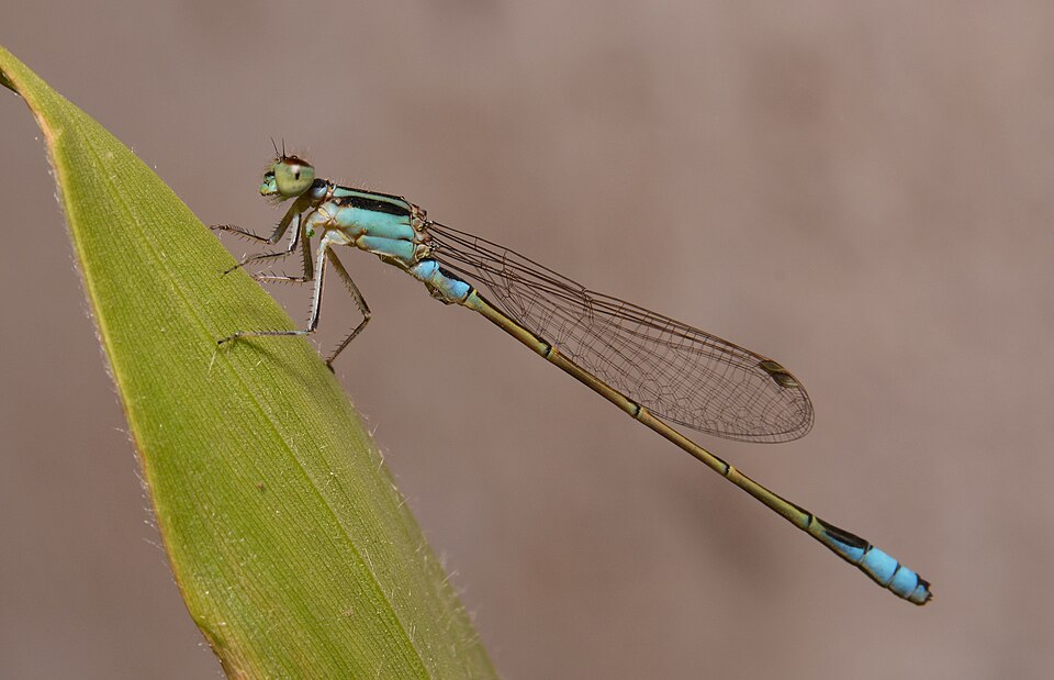 Ischnura fluviatilis