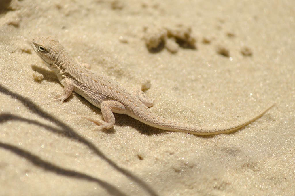 Lagartija de la arena
