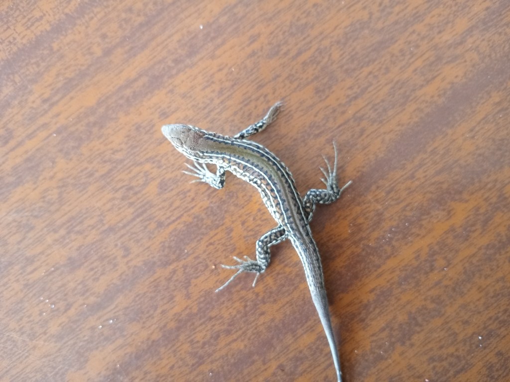 Lagartija verde de cinco dedos