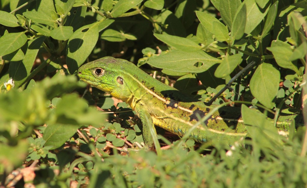 Lagartija verde de cuatro dedos