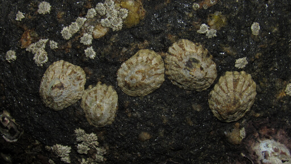 Lapa Lottia subrugosa