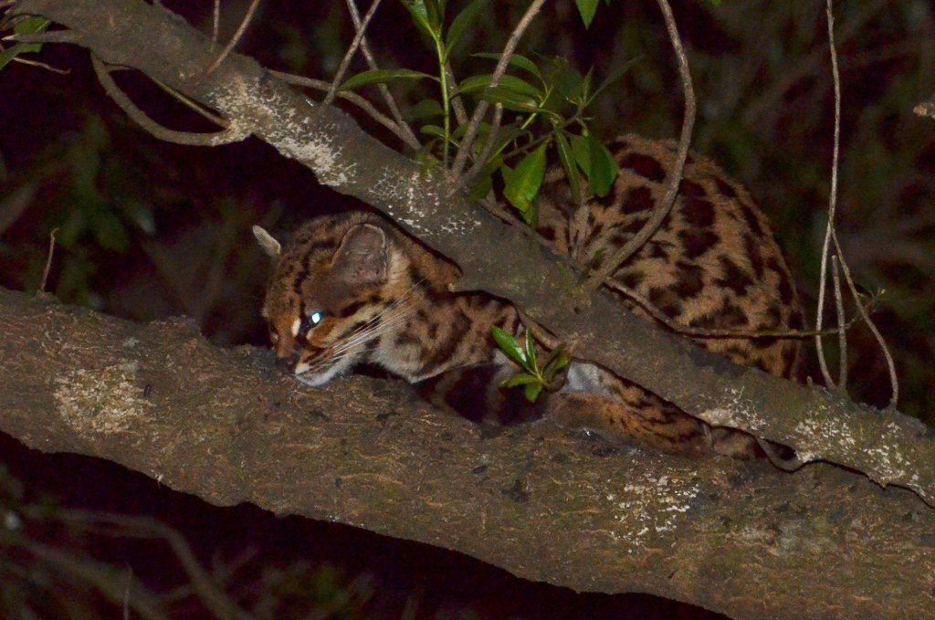 Margay