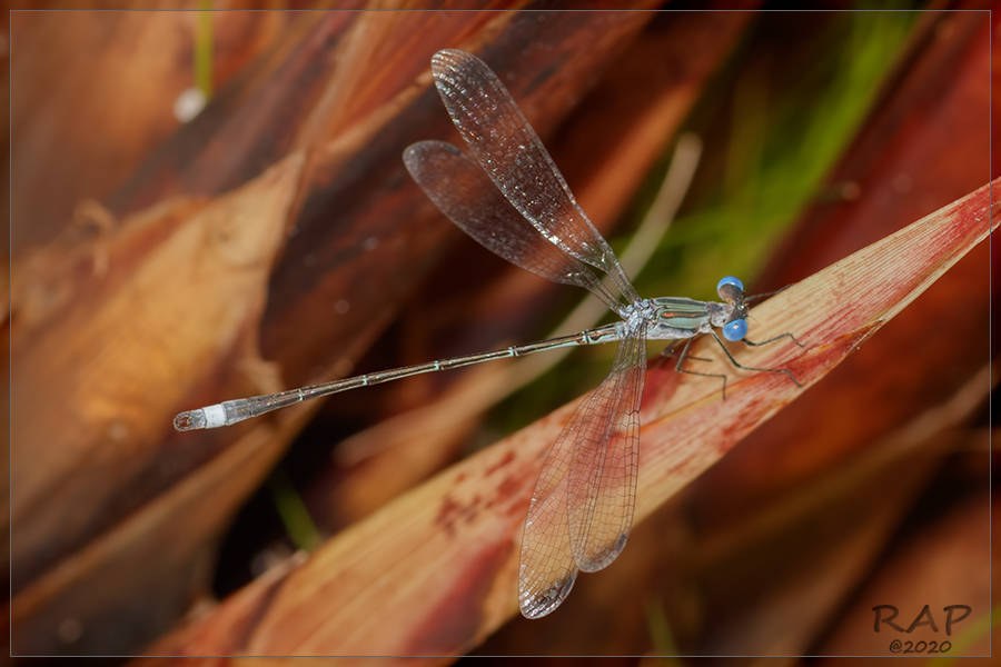 Lestes spatula (Lestes spatula)