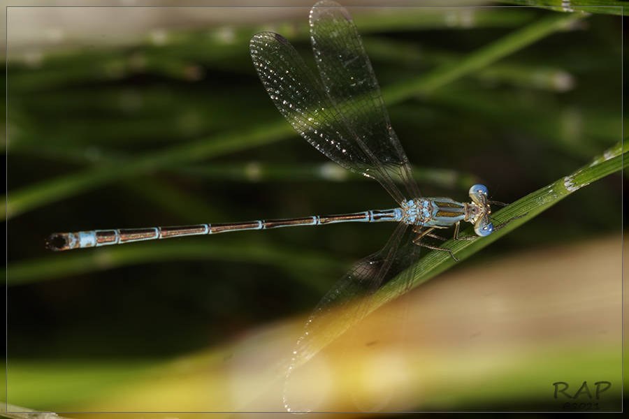 Lestes undulatus (Lestes undulatus)