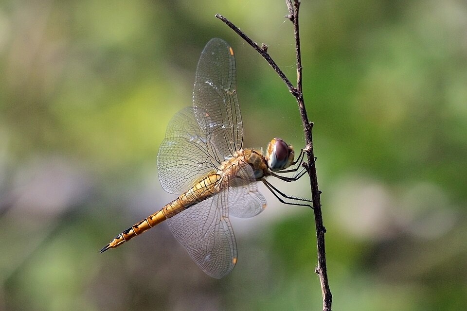 Libélula errante (Pantala flavescens)