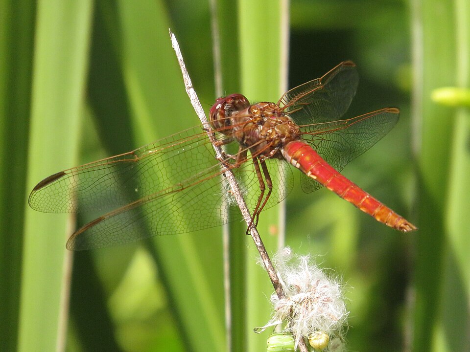 Libélula nodiplaga (Orthemis nodiplaga)