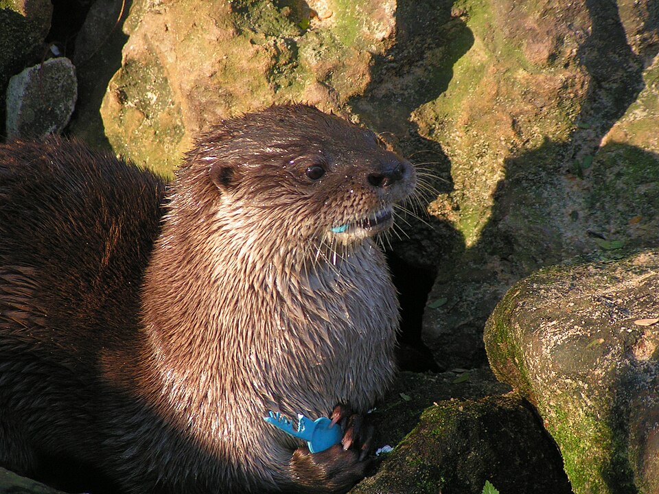 Lobito de río