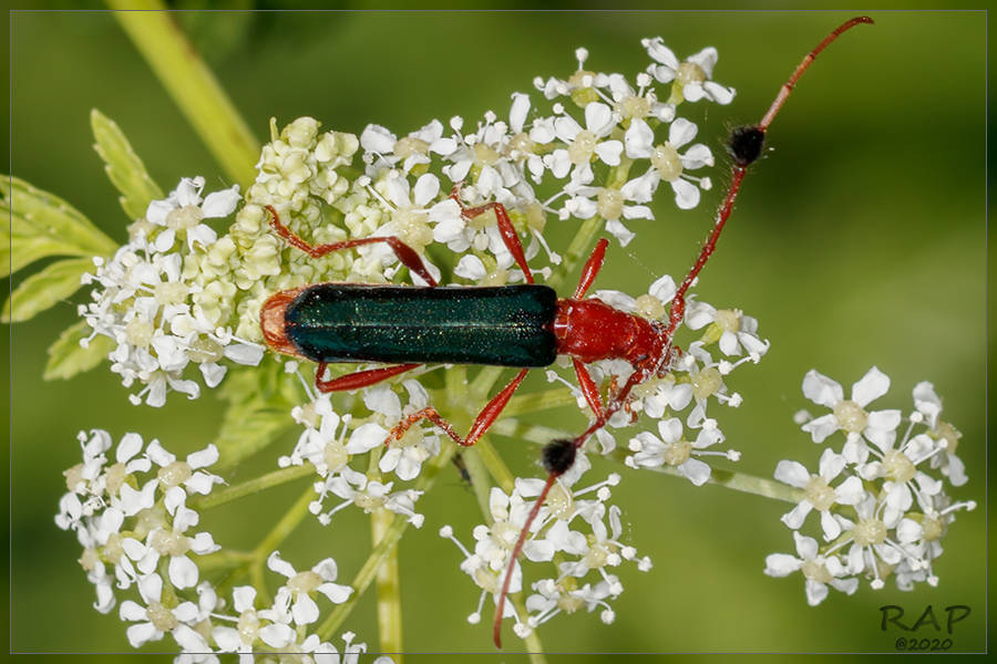 Longicornio Paromoeocerus
