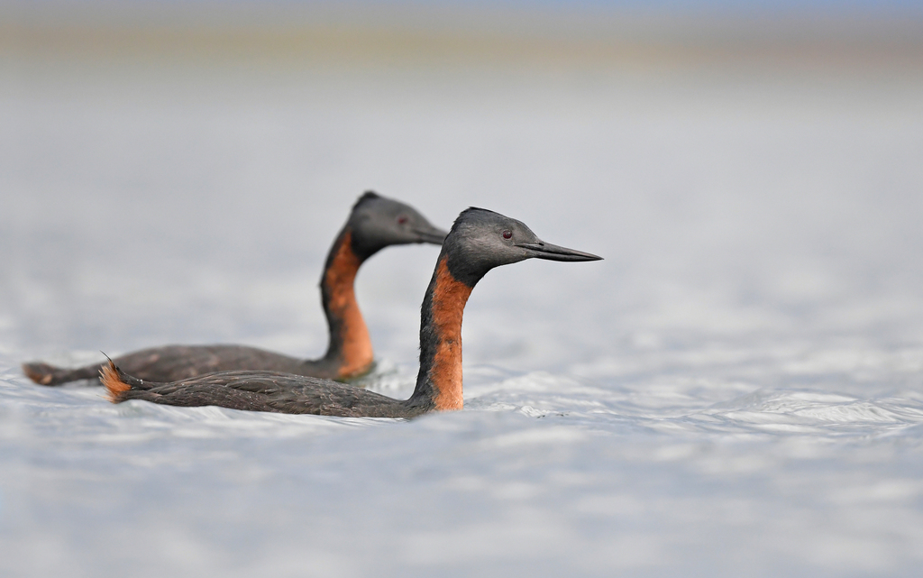 Macá grande (Podiceps major)