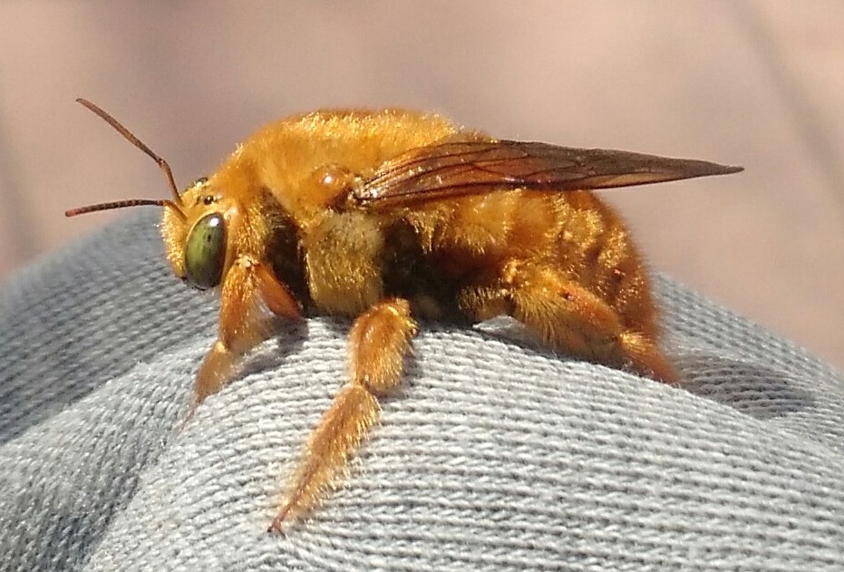 Mangangá amarillo (Xylocopa augusti)