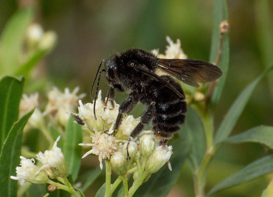 Mangangá negro (Bombus pauloensis)