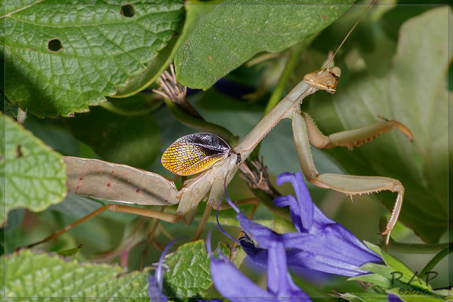 Mantis Coptopteryx argentina