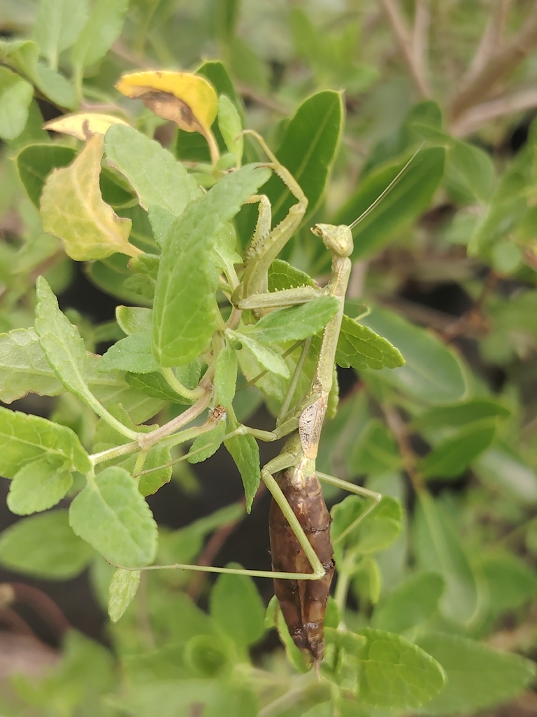 Mantis Coptopteryx gayi
