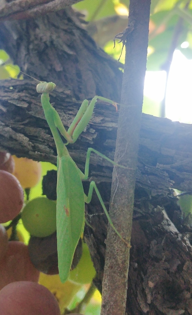 Mantis Parastagmatoptera (Parastagmatoptera theresopolitana)