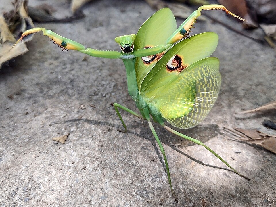 Mantis Stagmatoptera (Stagmatoptera hyaloptera)