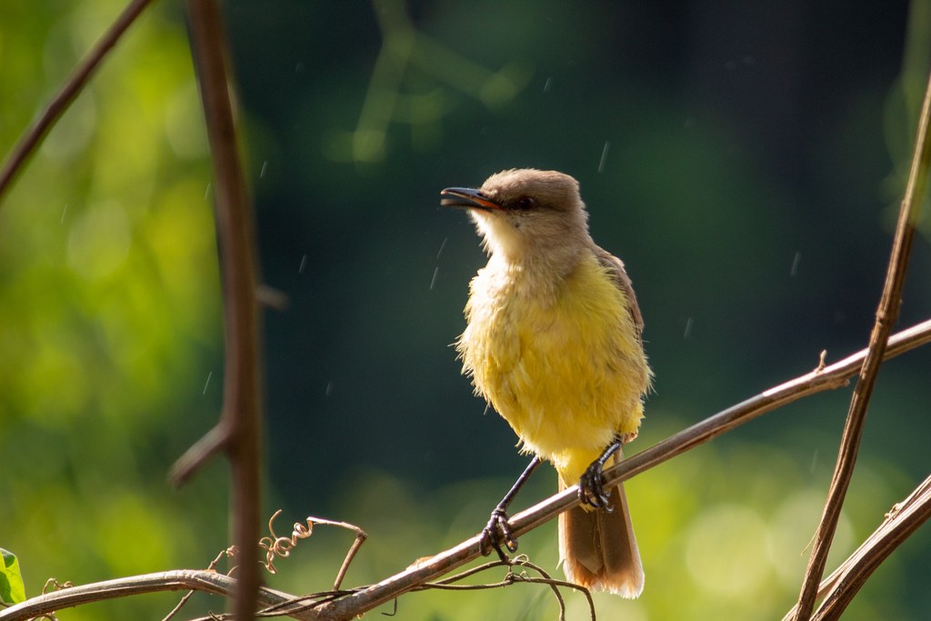 Margarita (Machetornis rixosa)