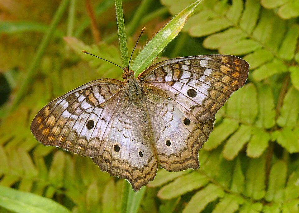 Anartia jatrophae