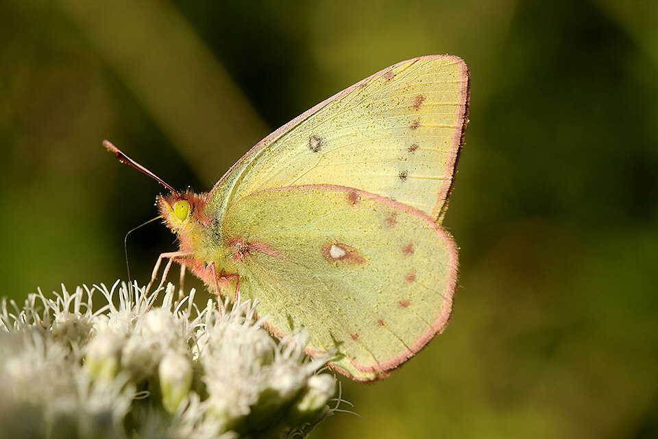 Mariposa de la alfalfa