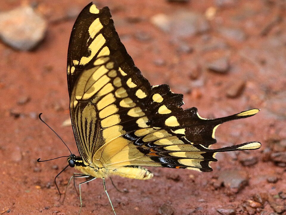Mariposa del limonero