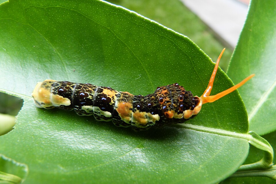 Mariposa del limonero: oruga
