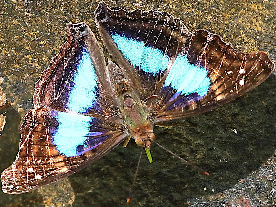 Doxocopa laurentia