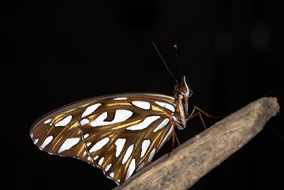 Mariposa espejito