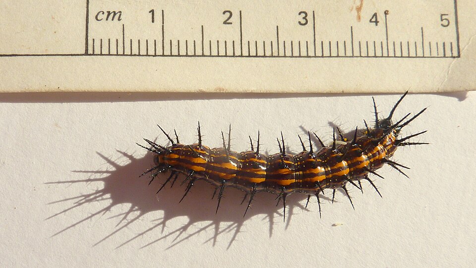 Mariposa espejito: oruga