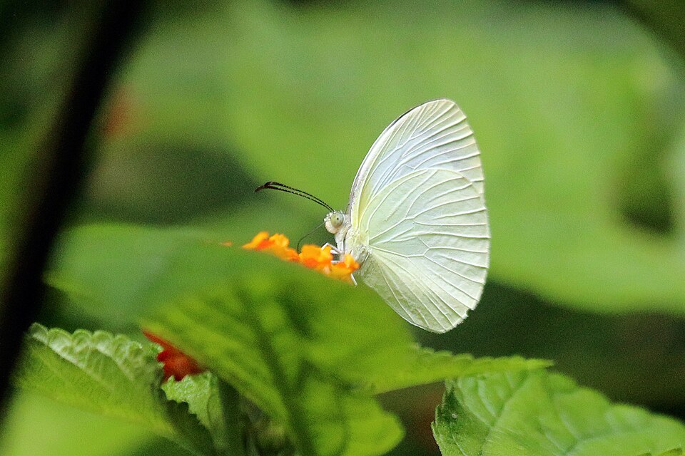 Eurema albula (Eurema albula)