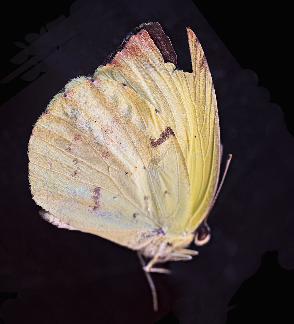 Eurema deva (Eurema deva)
