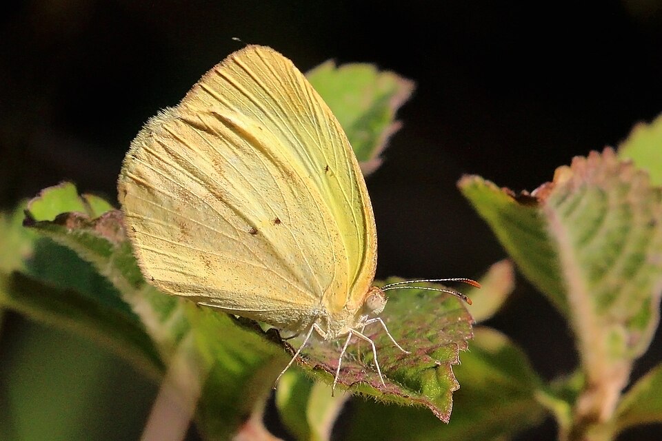 Eurema elathea (Eurema elathea)