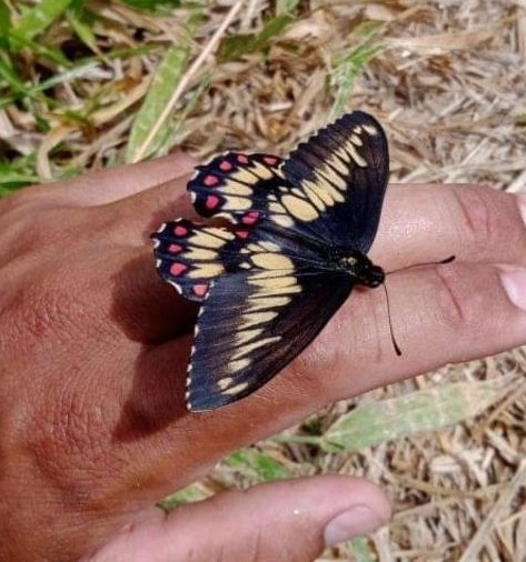 Euryades corethrus (Euryades corethrus)