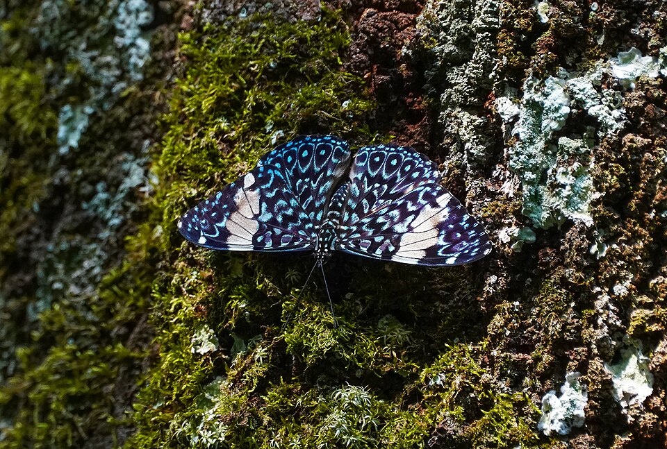 Hamadryas amphinome