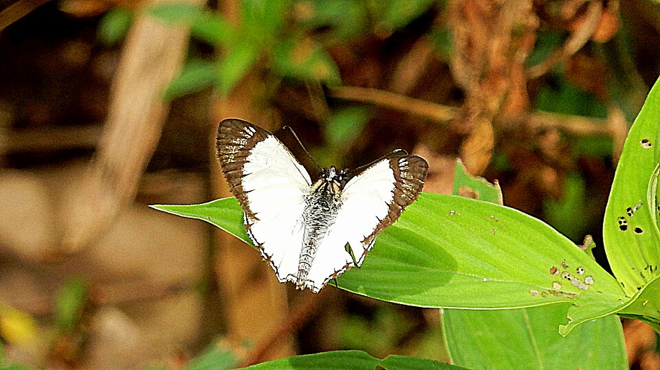 Heliopetes arsalte