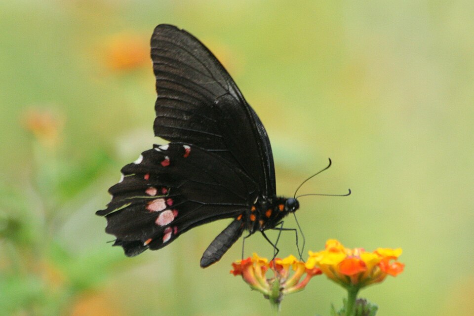 Heraclides anchisiades