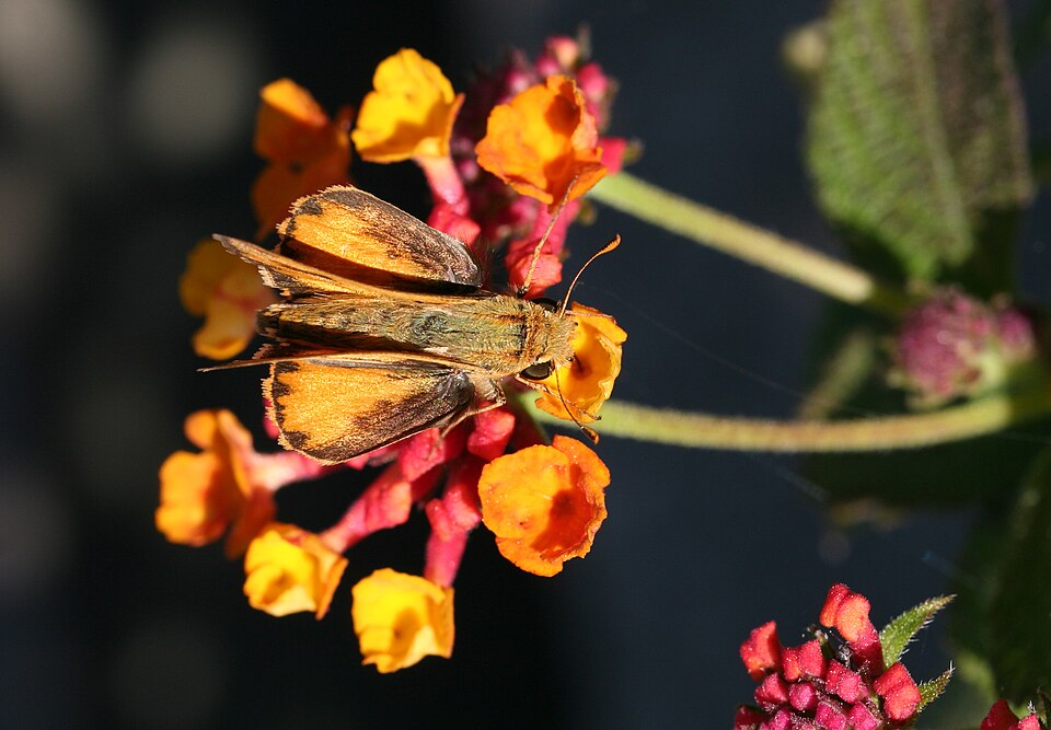 Hylephila phyleus (Hylephila phyleus)