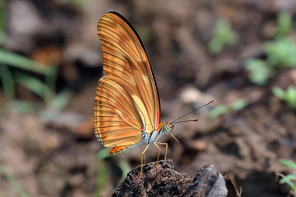 Julia (Dryas iulia)