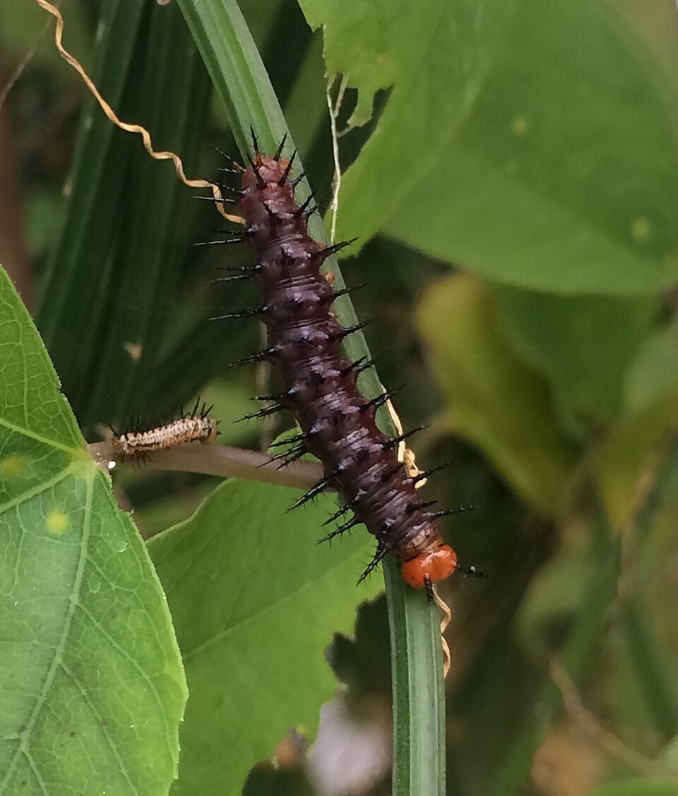 Julia: oruga