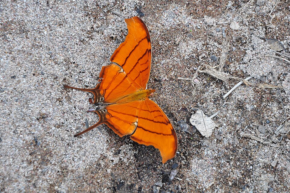 Marpesia petreus