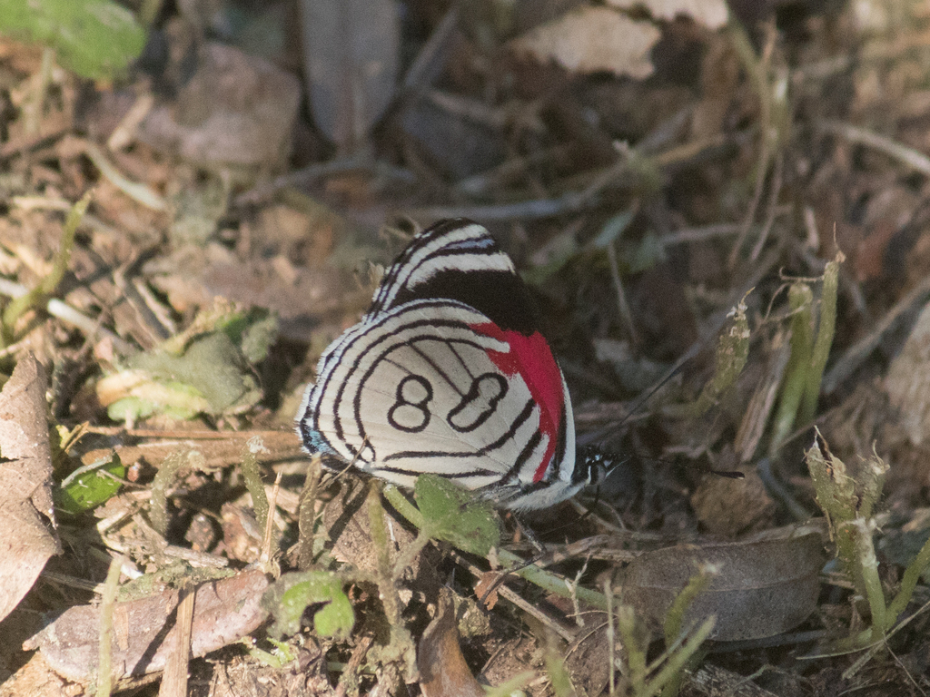 Mariposa ochenta y ocho