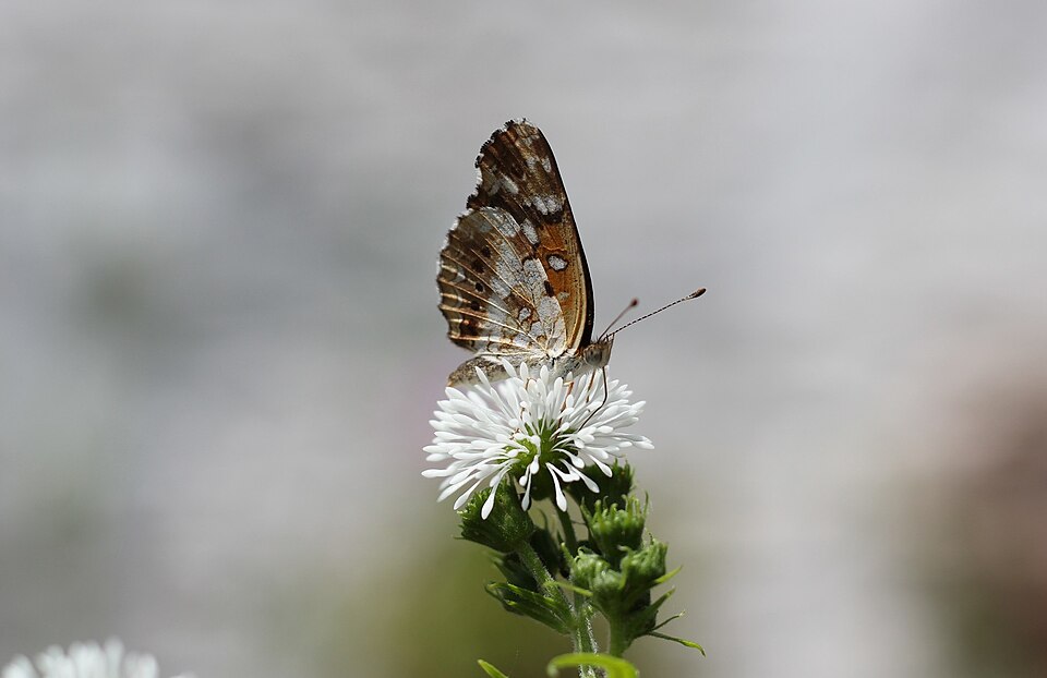 Mariposa bataraza