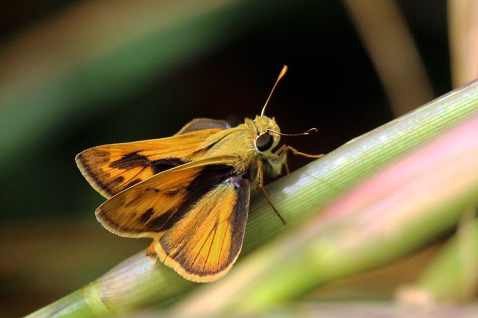 Polites vibex