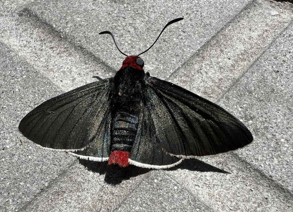 Pyrrhopyge charybdis