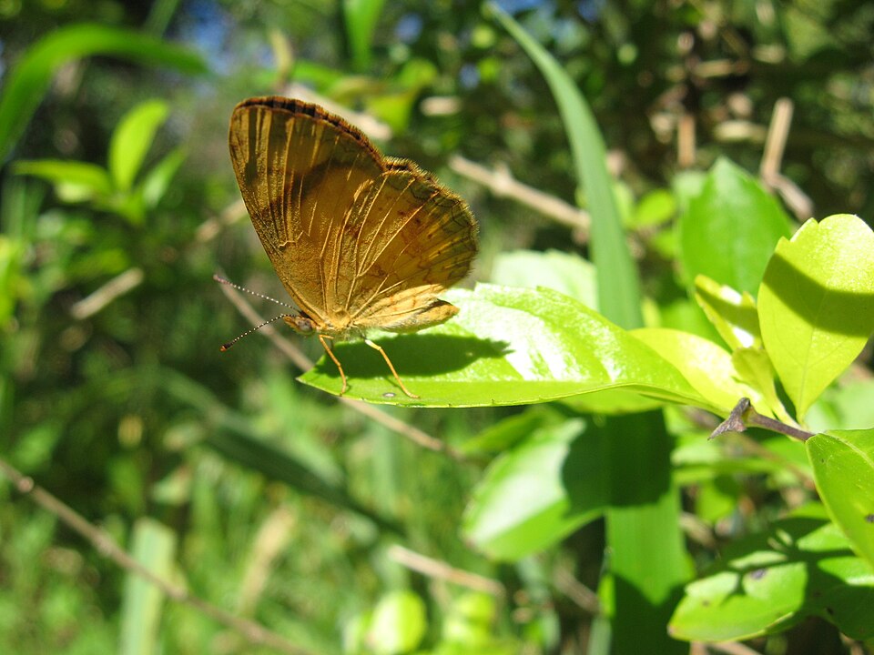 Tegosa claudina