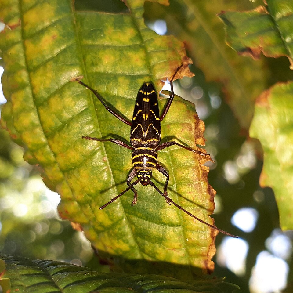 Megacyllene acuta (Megacyllene acuta)