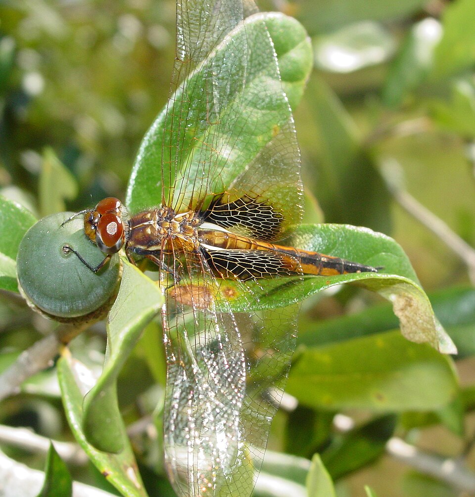 Miathyria marcella (Miathyria marcella)