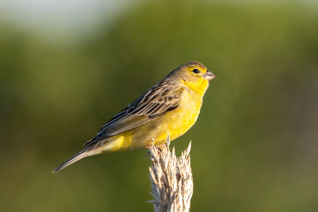 Misto (Sicalis luteola)