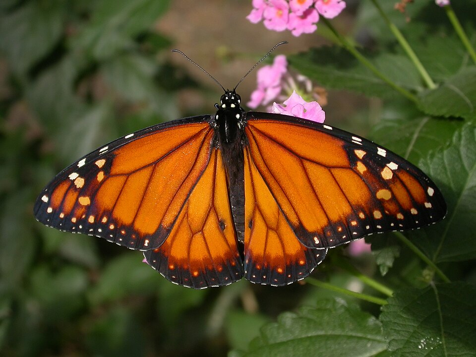 Monarca del sur (Danaus erippus)