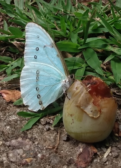 Morfo blanco (Morpho epistrophus)