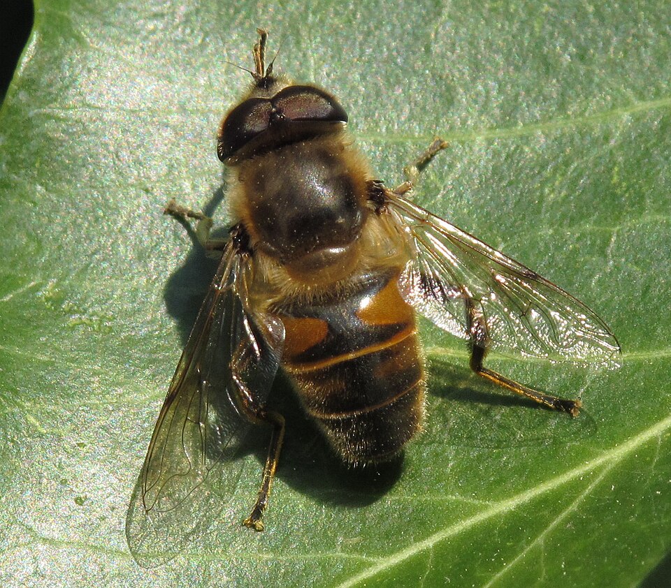 Mosca abeja (Eristalis tenax)